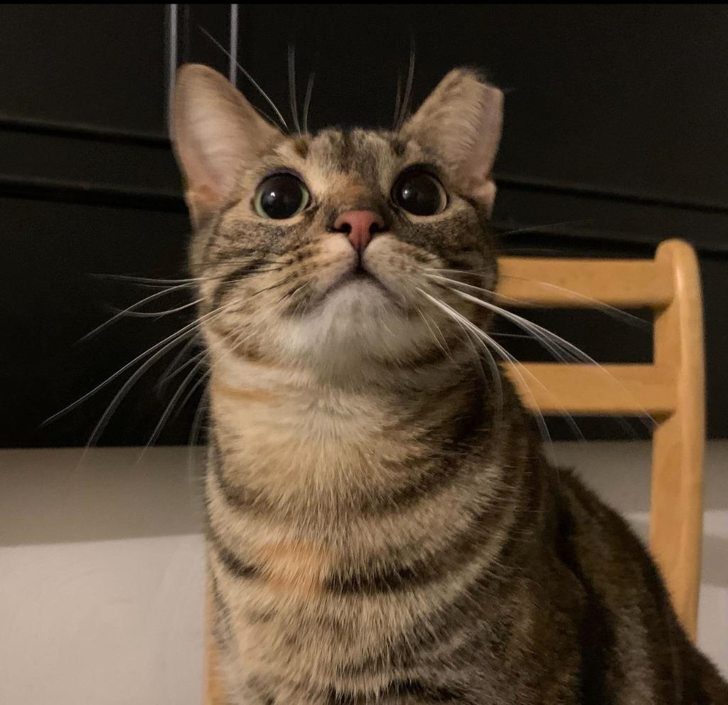 Enlarge Teal, a Adoptable mixed breed in Pawtucket, RI image 2/6