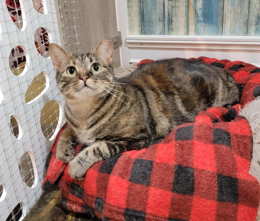 Enlarge Teal, a Adoptable mixed breed in Pawtucket, RI image 4/6