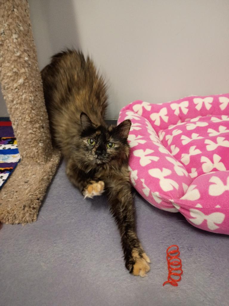 Enlarge Sophia, a Adoptable mixed breed in Rockford, IL image 1/1