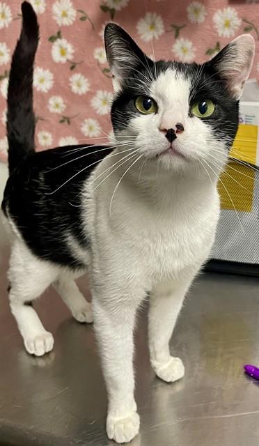 HORTON, Adoptable, Young Male Domestic Short Hair.