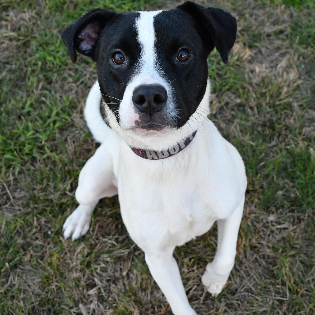 Buddy, Adoptable, Young Male Pit Bull Terrier.