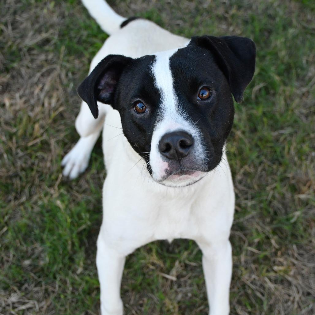 Enlarge Buddy, a Adoptable Pit Bull Terrier in Beaumont, TX image 2/6
