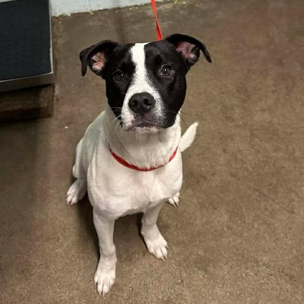 Enlarge Buddy, a Adoptable Pit Bull Terrier in Beaumont, TX image 3/6