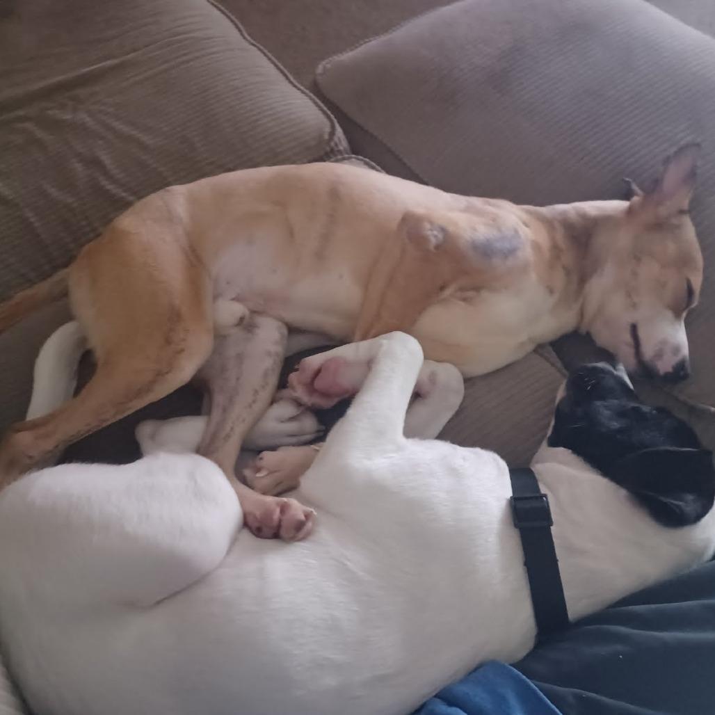 Enlarge Buddy, a Adoptable Pit Bull Terrier in Beaumont, TX image 4/6