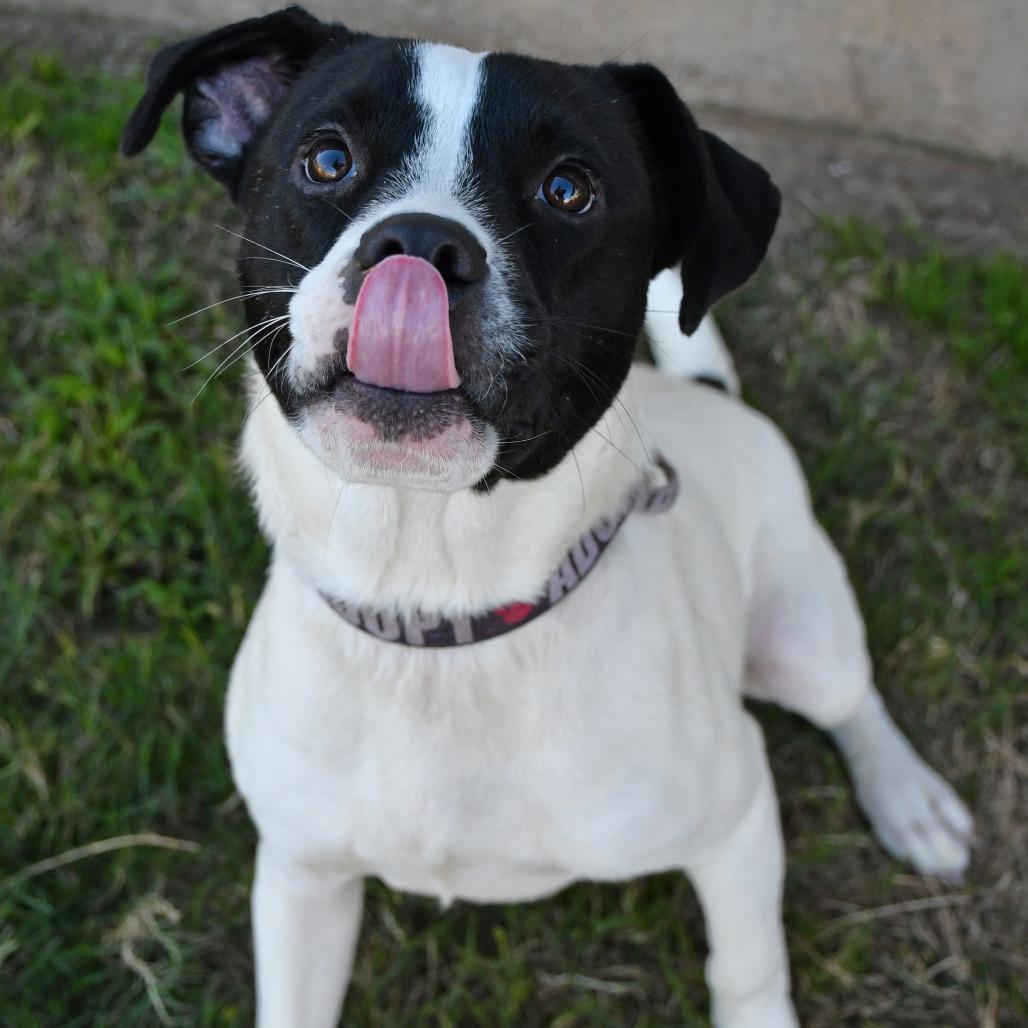 Enlarge Buddy, a Adoptable Pit Bull Terrier in Beaumont, TX image 5/6