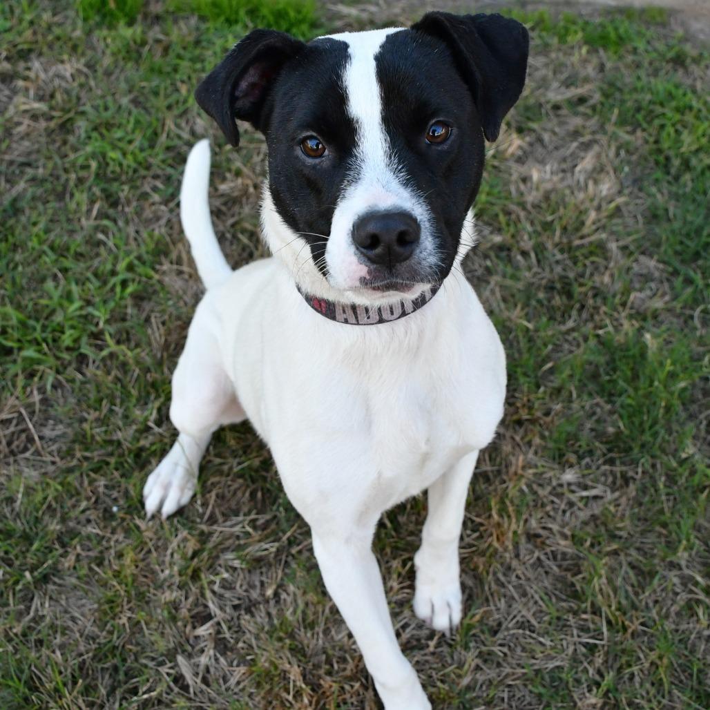 Enlarge Buddy, a Adoptable Pit Bull Terrier in Beaumont, TX image 6/6