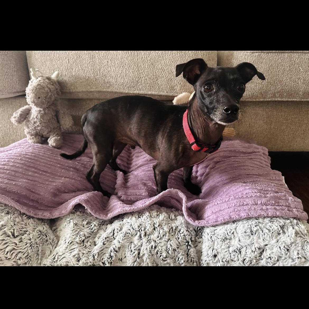 Enlarge Romeo, a Adoptable mixed breed in Bellevue, WA image 2/6