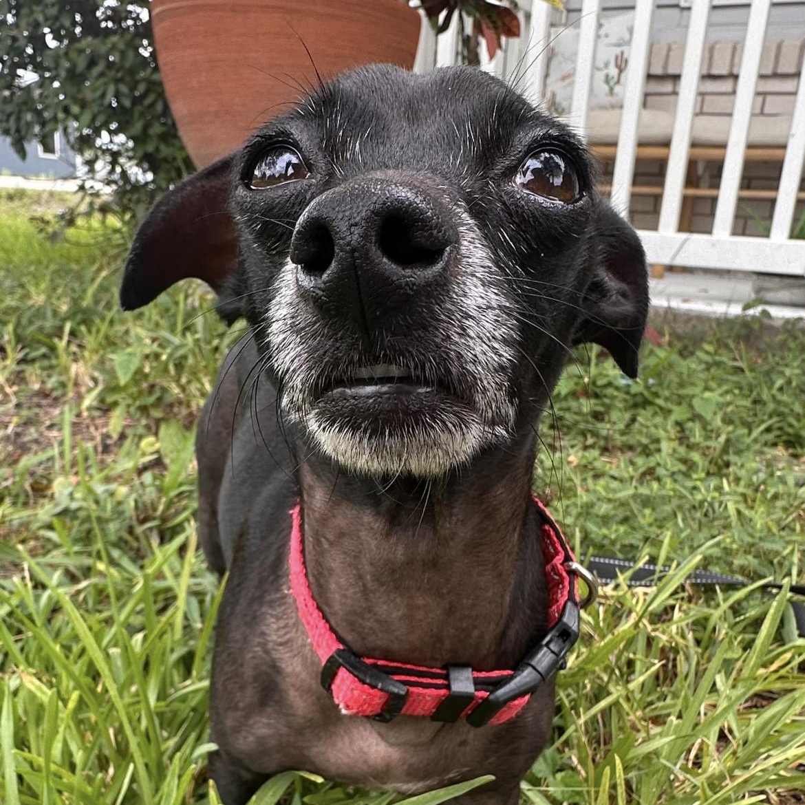 Enlarge Romeo, a Adoptable mixed breed in Bellevue, WA image 4/6