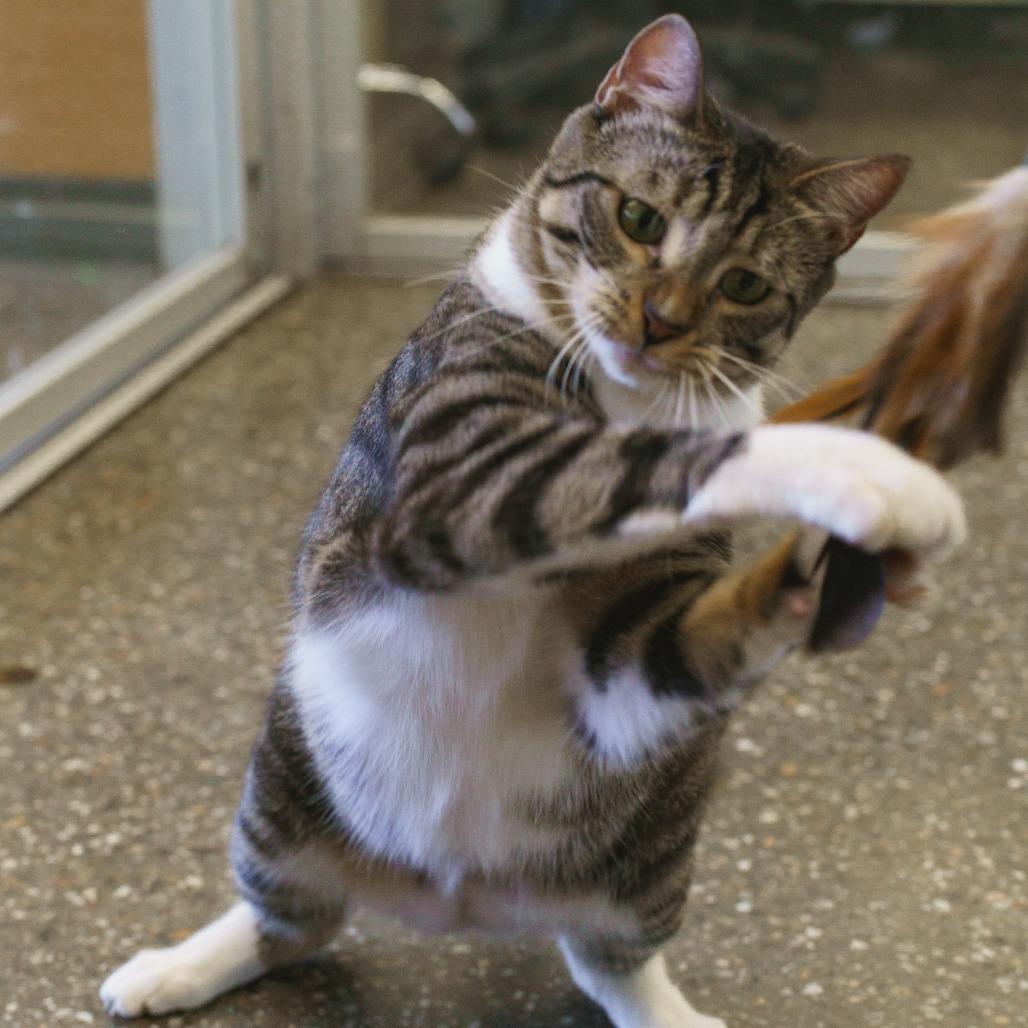 Watson — thumbnail 2