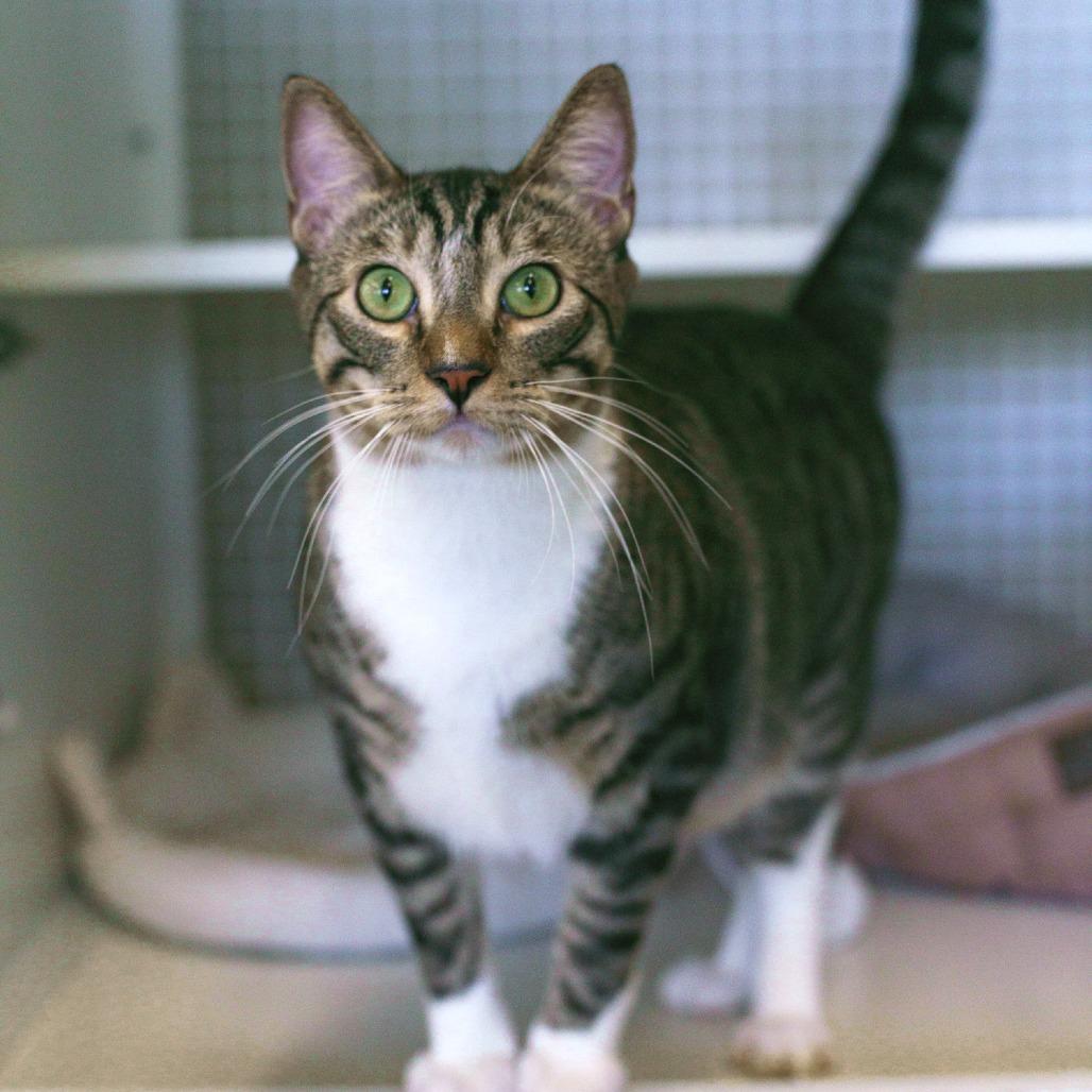 Watson — thumbnail 3