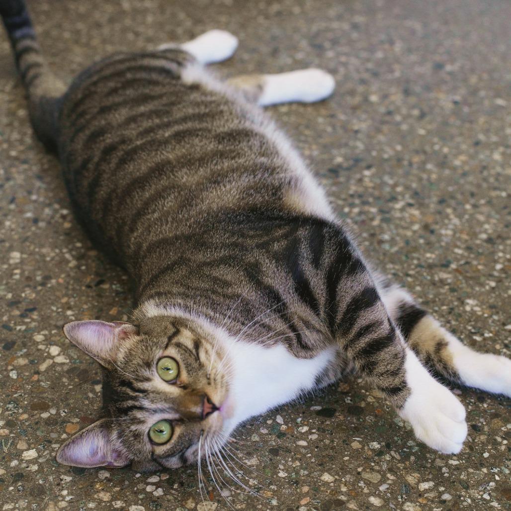 Watson — thumbnail 4