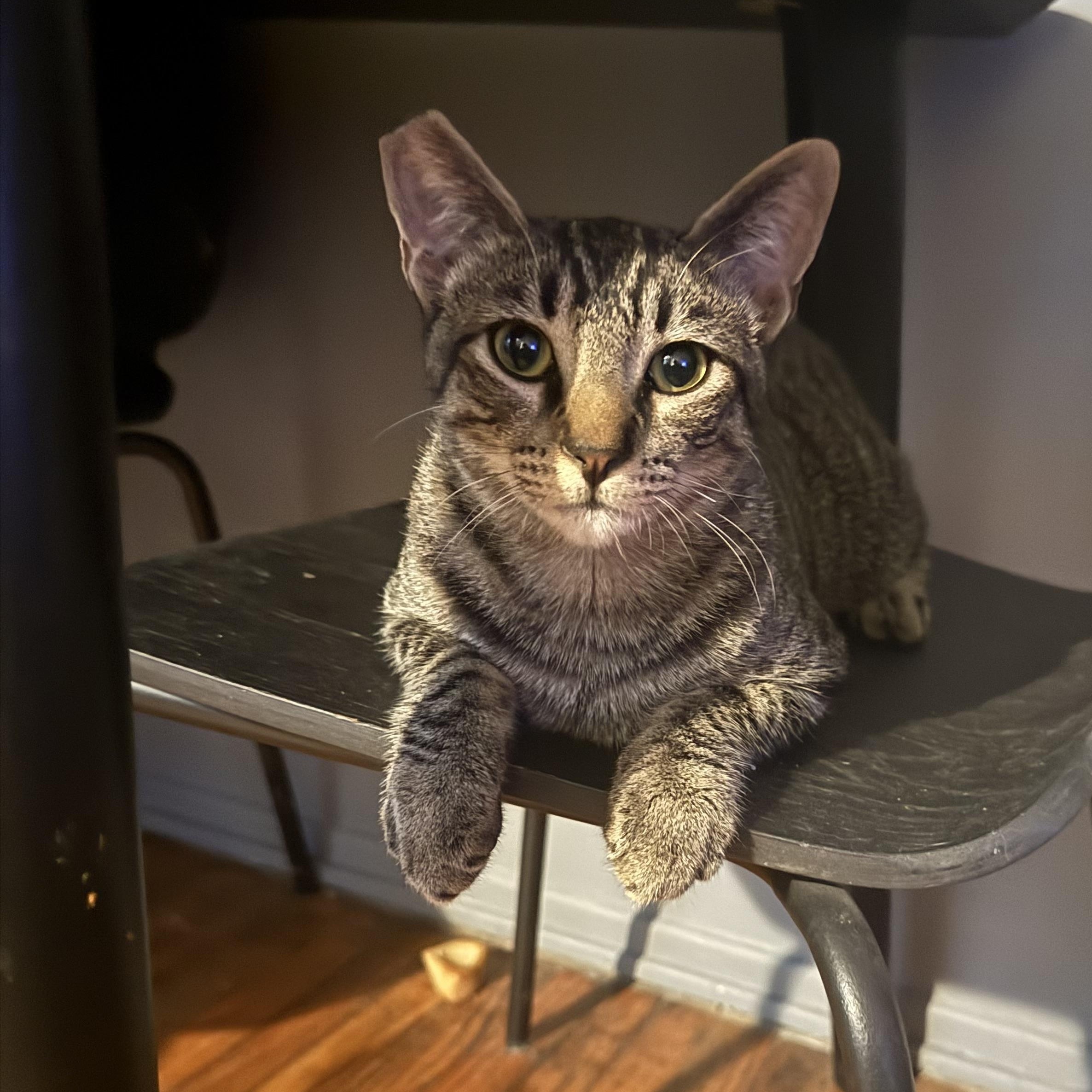 Enlarge Asriel, a Adoptable Domestic Short Hair in Santa Ana, CA image 2/4