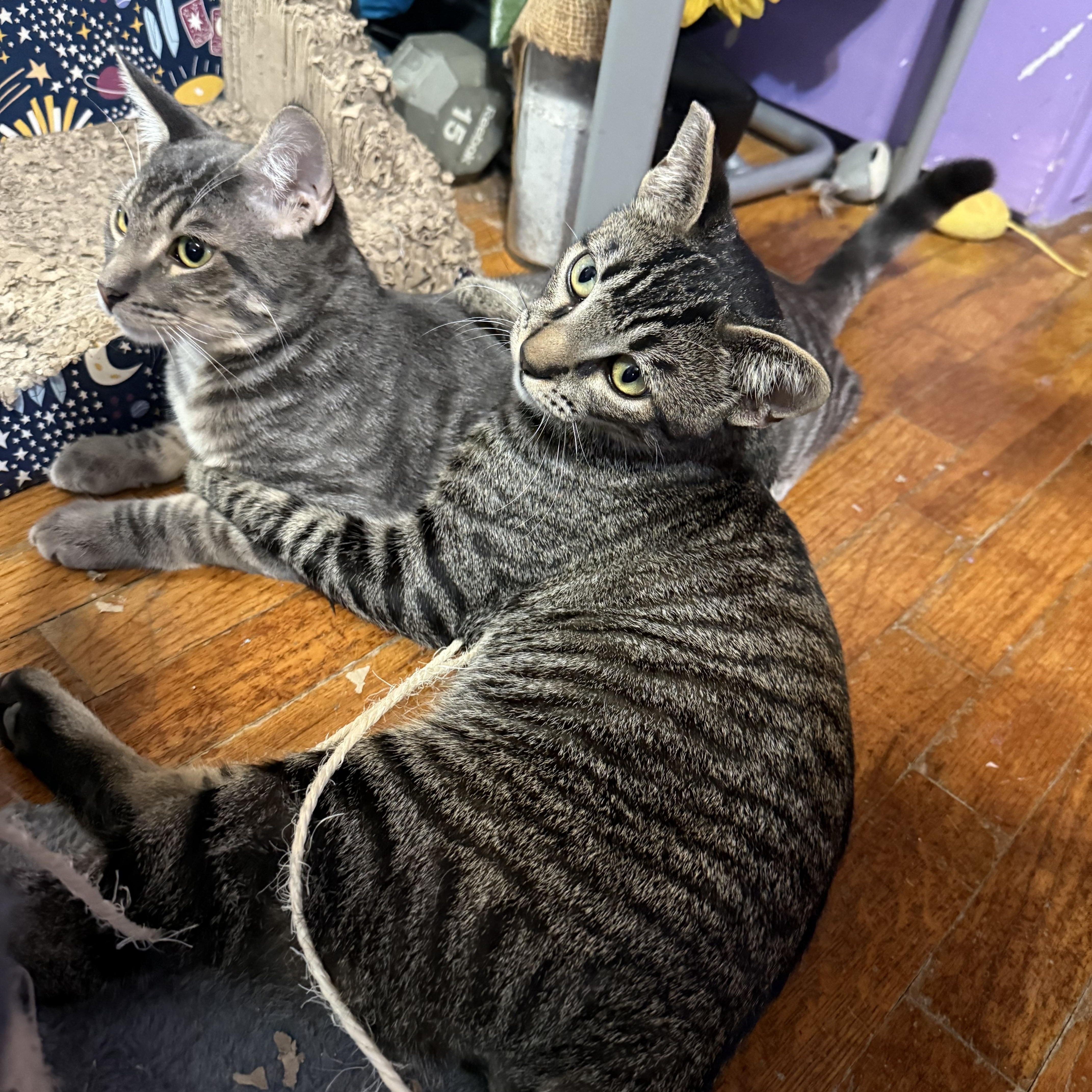 Asriel — thumbnail 3