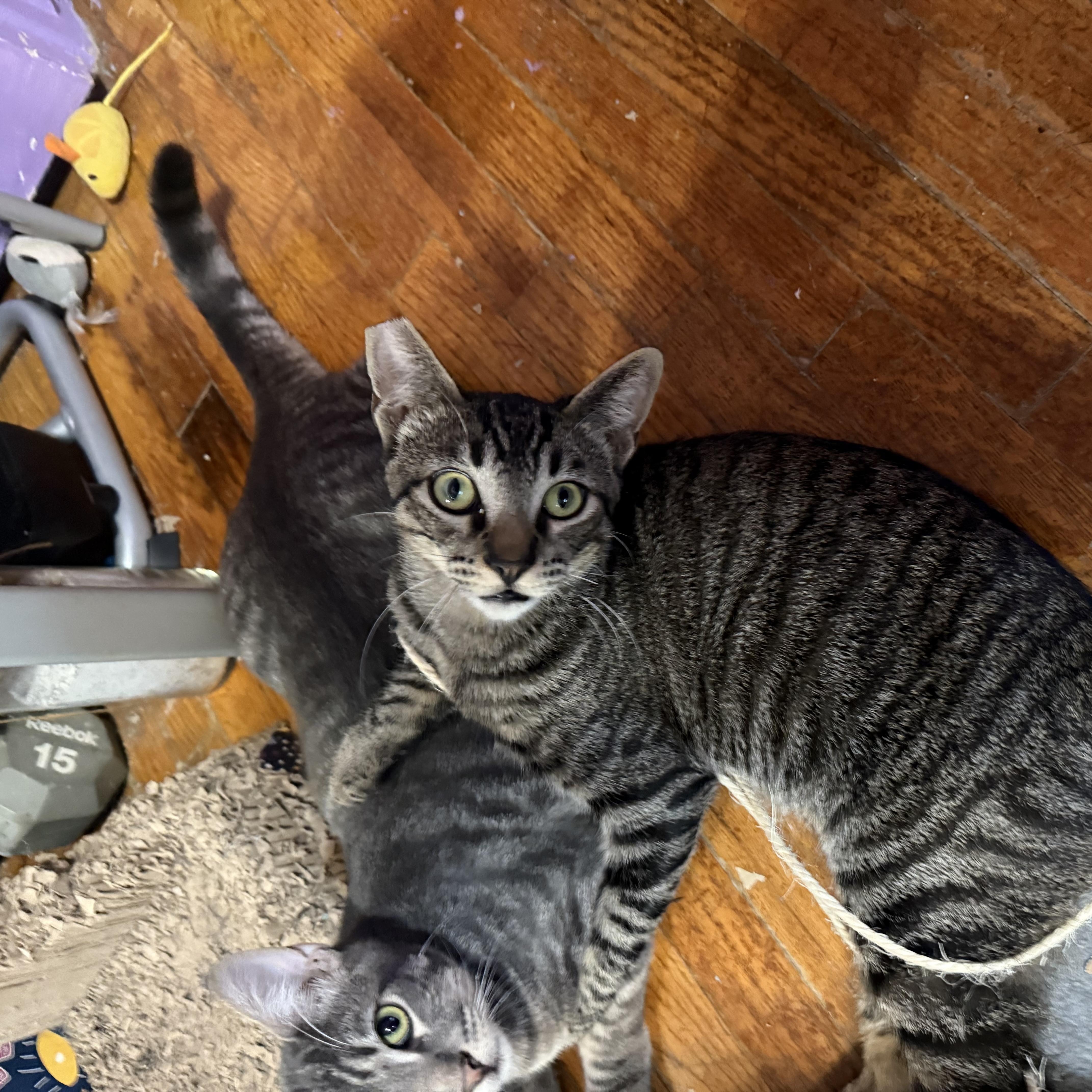 Enlarge Asriel, a Adoptable Domestic Short Hair in Santa Ana, CA image 4/4