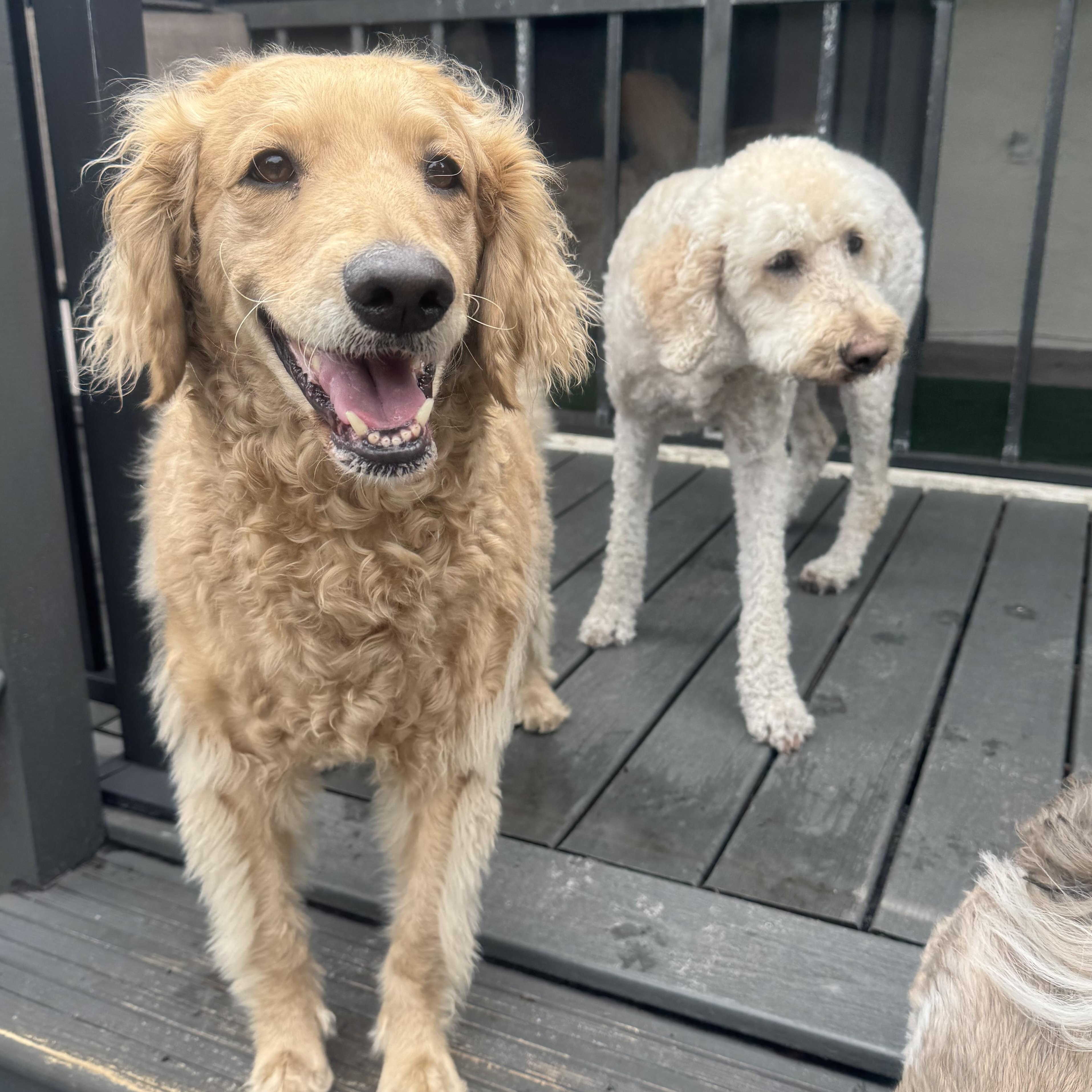 Winnie, ADOPTABLE, Adult Female Golden Retriever & Poodle.