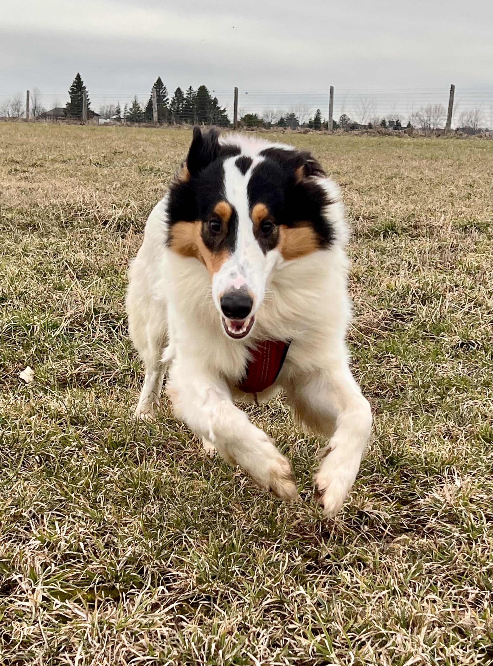 Enlarge Mac, a ADOPTABLE mixed breed in Ilderton, ON image 2/5