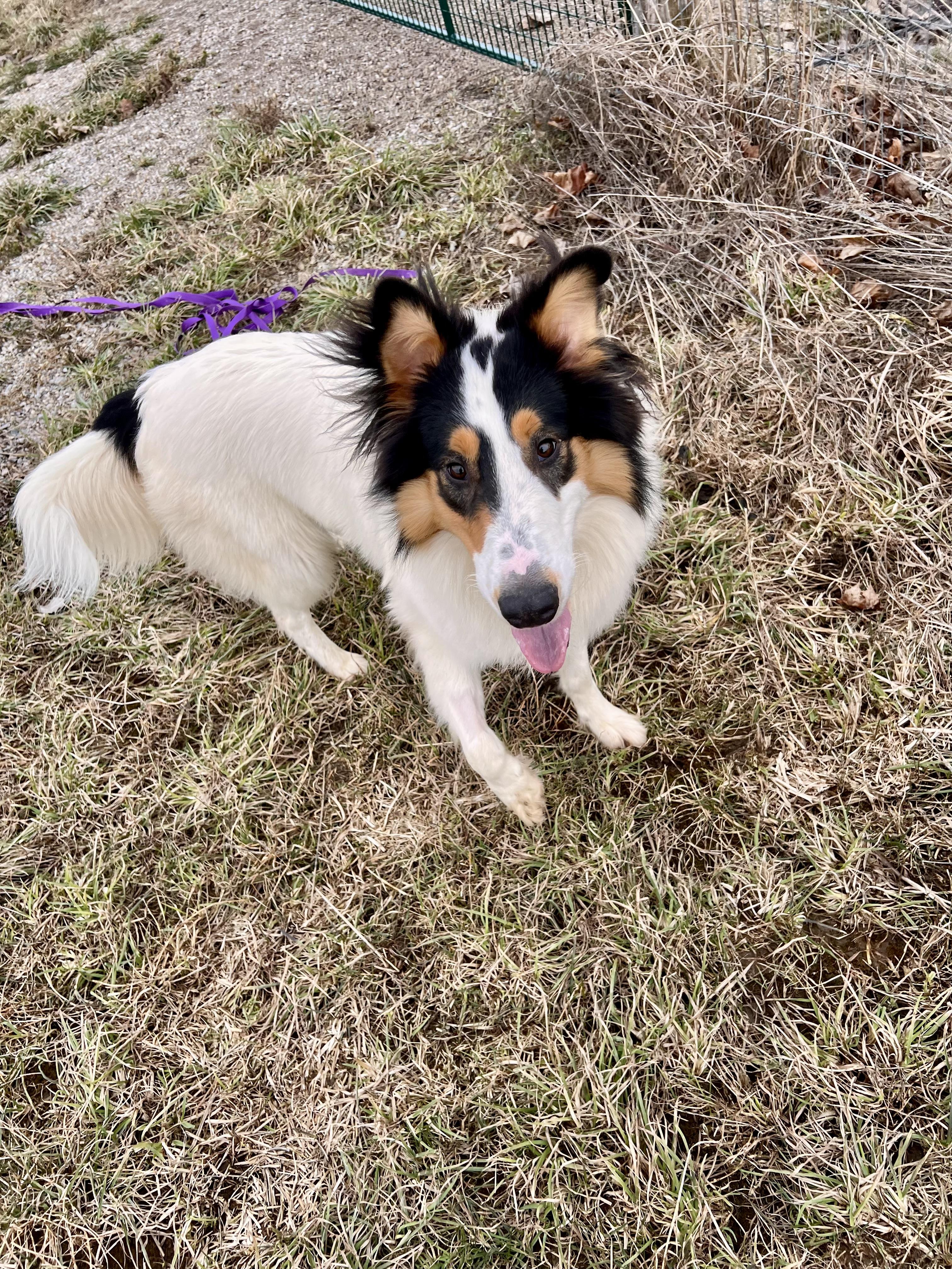 Enlarge Mac, a ADOPTABLE mixed breed in Ilderton, ON image 5/5