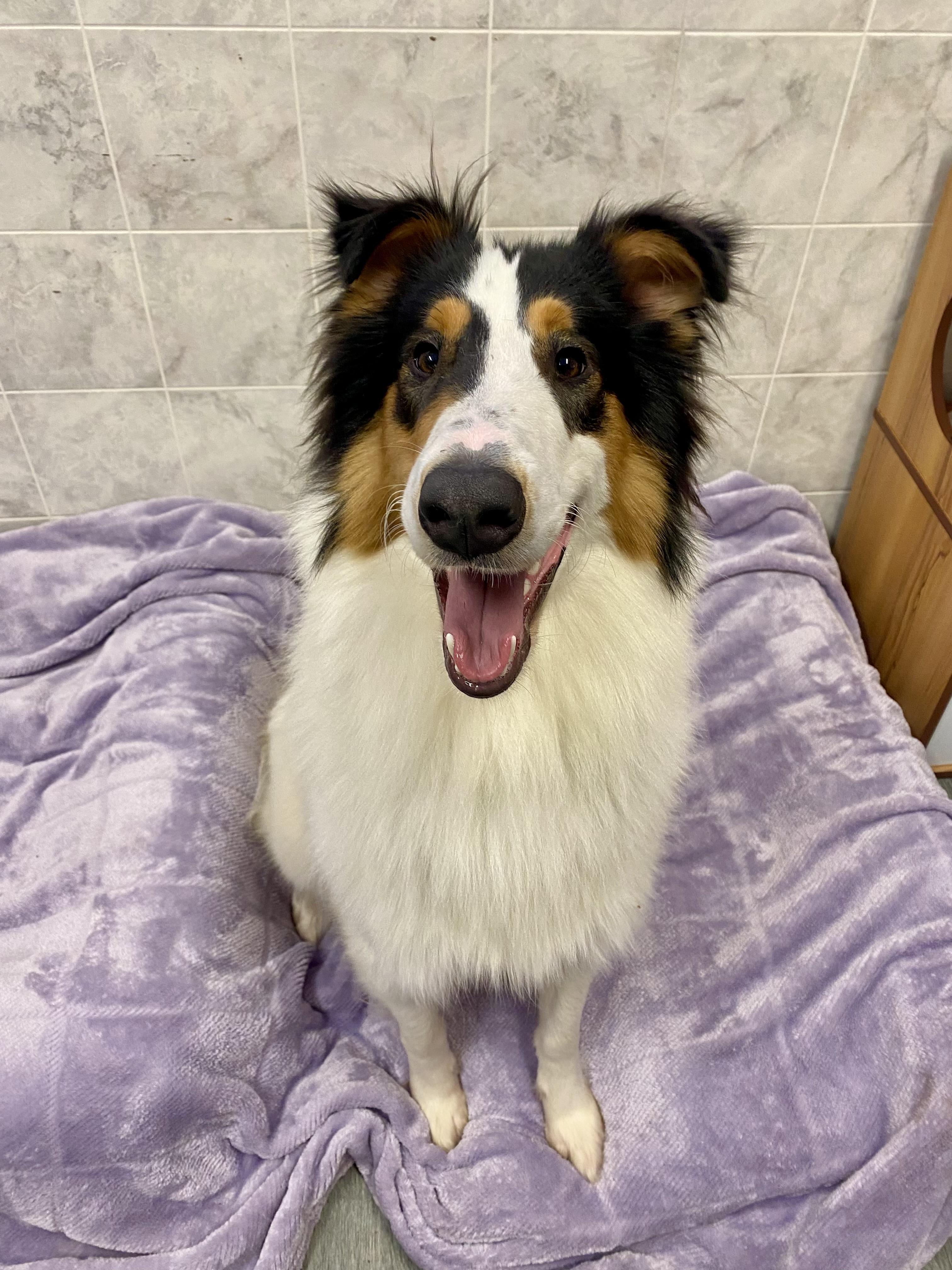 Mac, ADOPTABLE, Young Male Rough Collie.