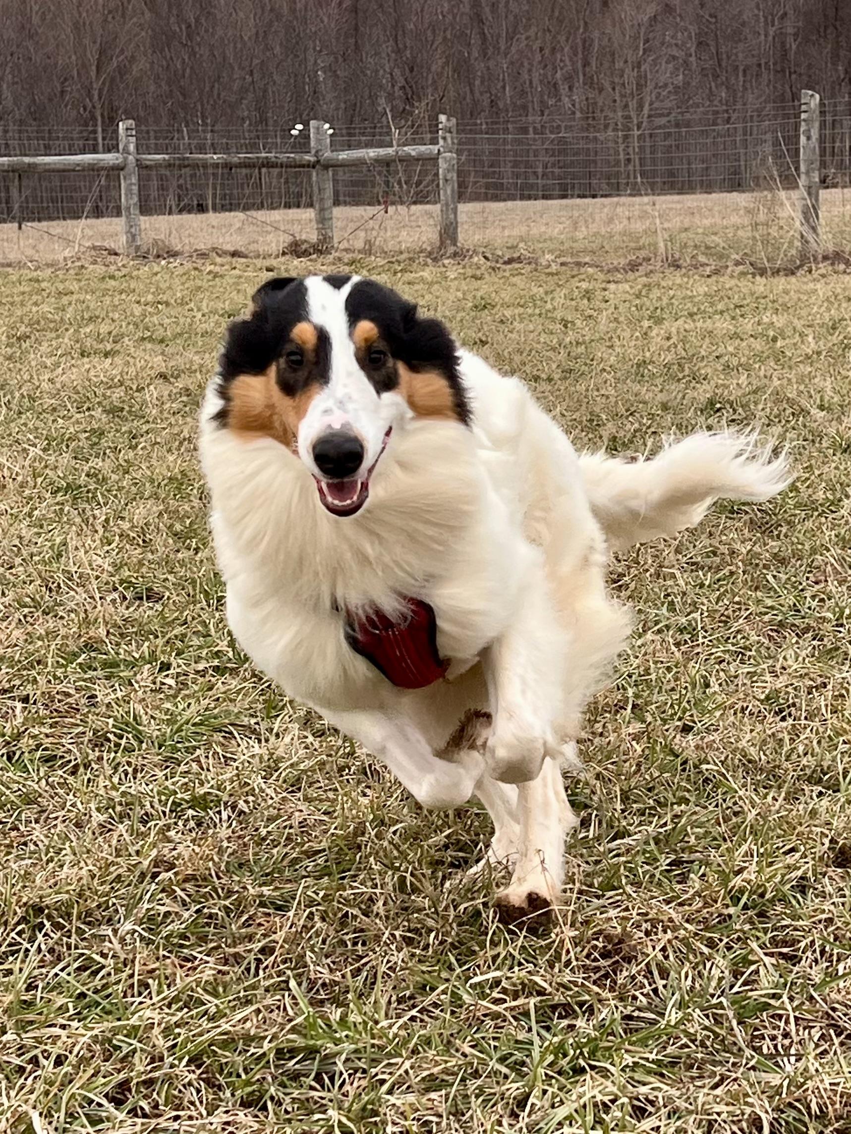 Enlarge Mac, a ADOPTABLE mixed breed in Ilderton, ON image 3/5
