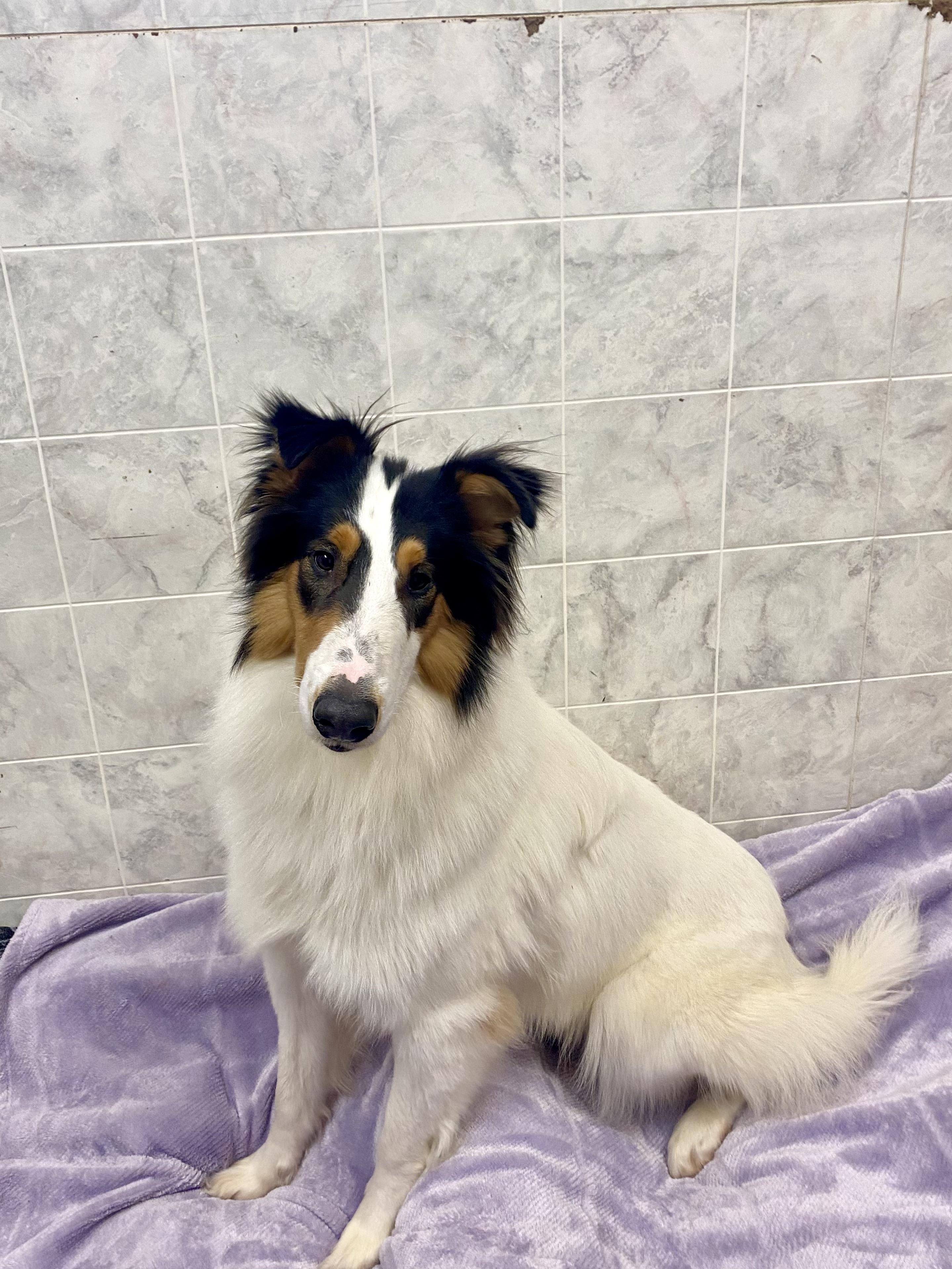 Enlarge Mac, a ADOPTABLE mixed breed in Ilderton, ON image 4/5