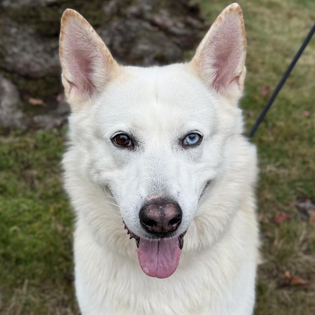 LEO, Adoptable, Adult Male Husky & German Shepherd Dog.