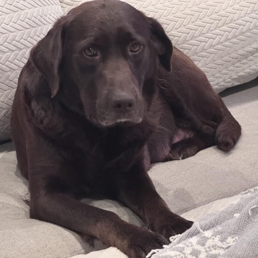 Lady, Adoptable, Adult Female Chocolate Labrador Retriever.
