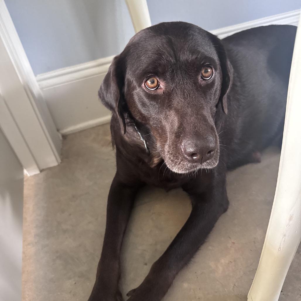 Enlarge Lady, a Adoptable Chocolate Labrador Retriever in Baton Rouge, LA image 2/4