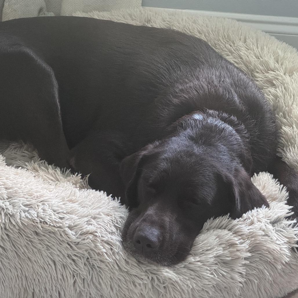 Enlarge Lady, a Adoptable Chocolate Labrador Retriever in Baton Rouge, LA image 3/6