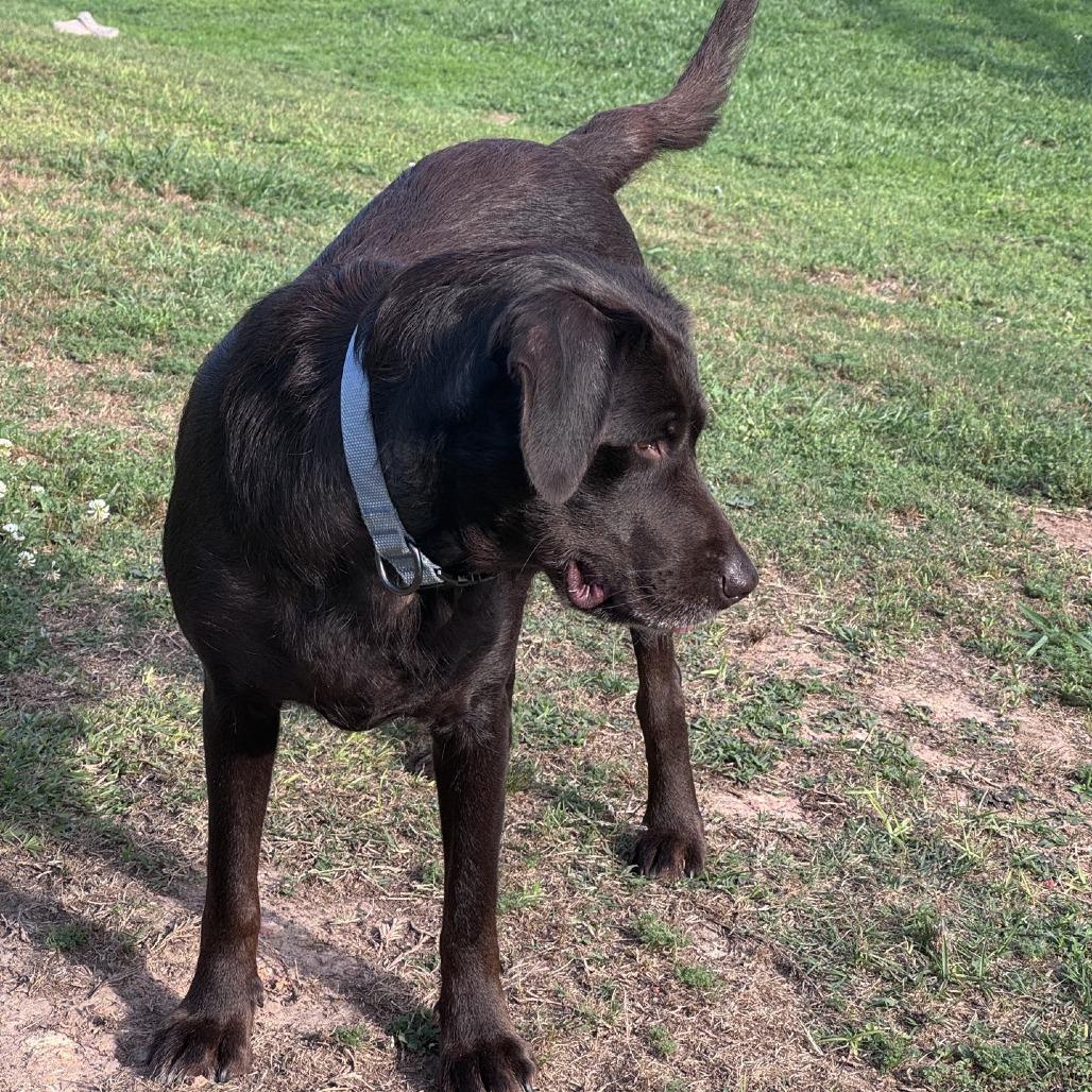 Enlarge Lady, a Adoptable Chocolate Labrador Retriever in Baton Rouge, LA image 3/4