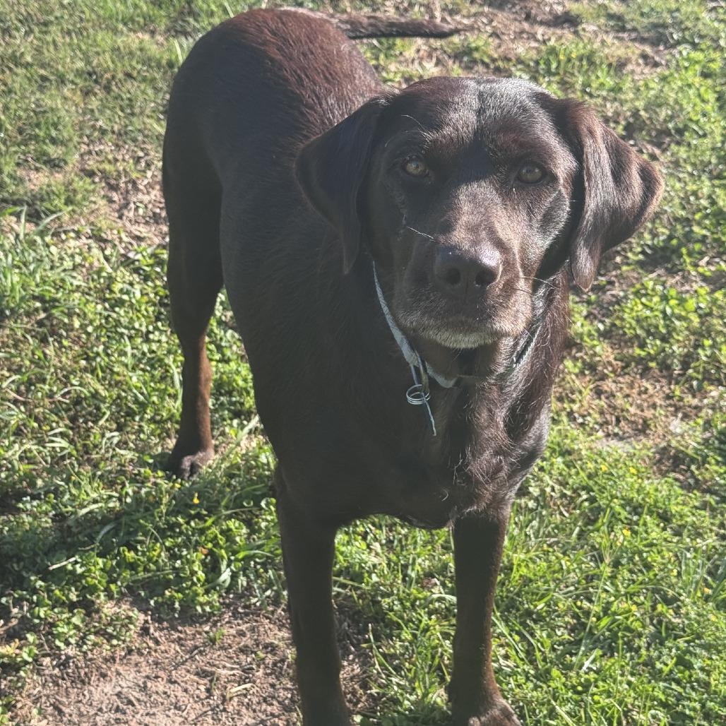 Enlarge Lady, a Adoptable Chocolate Labrador Retriever in Baton Rouge, LA image 5/6