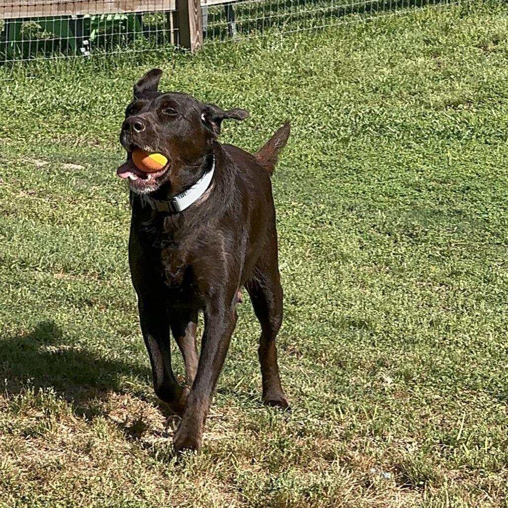 Enlarge Lady, a Adoptable Chocolate Labrador Retriever in Baton Rouge, LA image 4/4