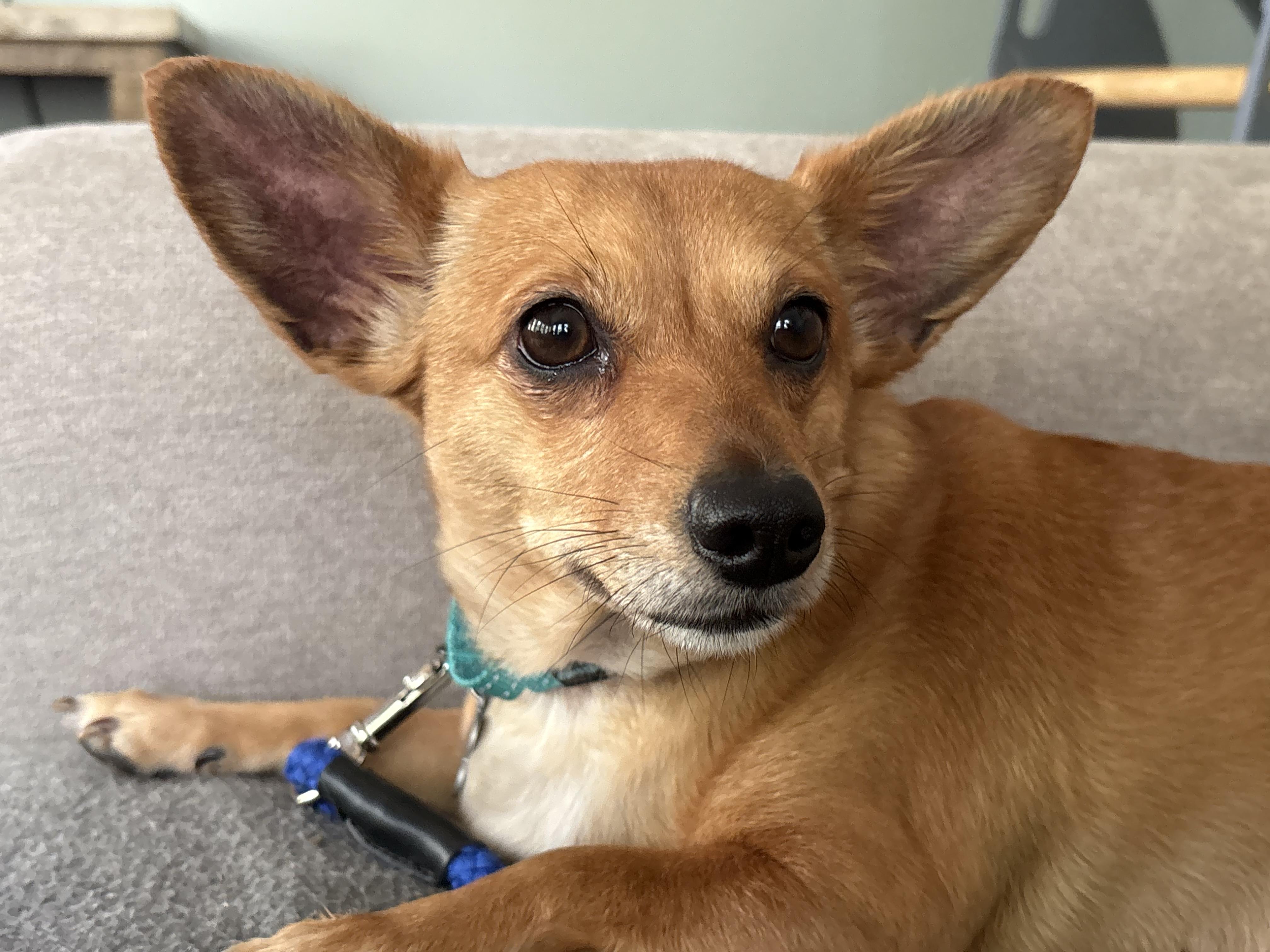 Itsy, Adopted, Young Female Chihuahua & Terrier.