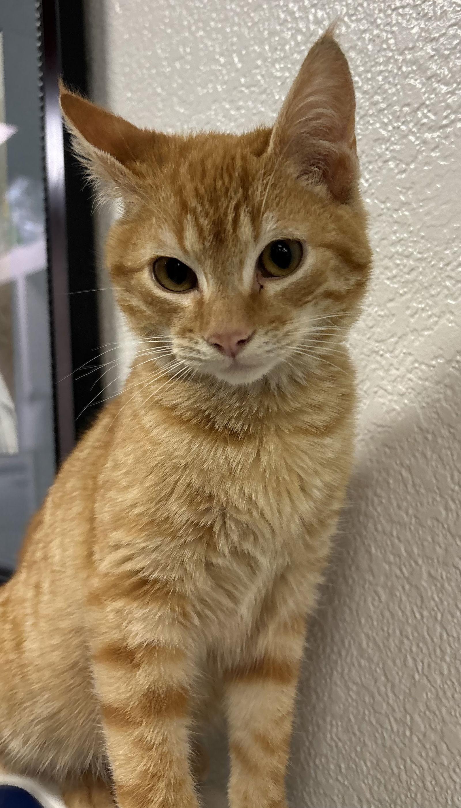 Enlarge Tango ( Carmen), a Adopted Tabby in Vacaville, CA image 1/3