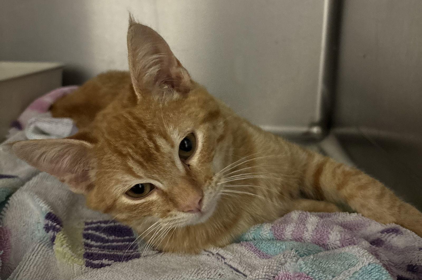 Enlarge Tango ( Carmen), a Adopted Tabby in Vacaville, CA image 2/3