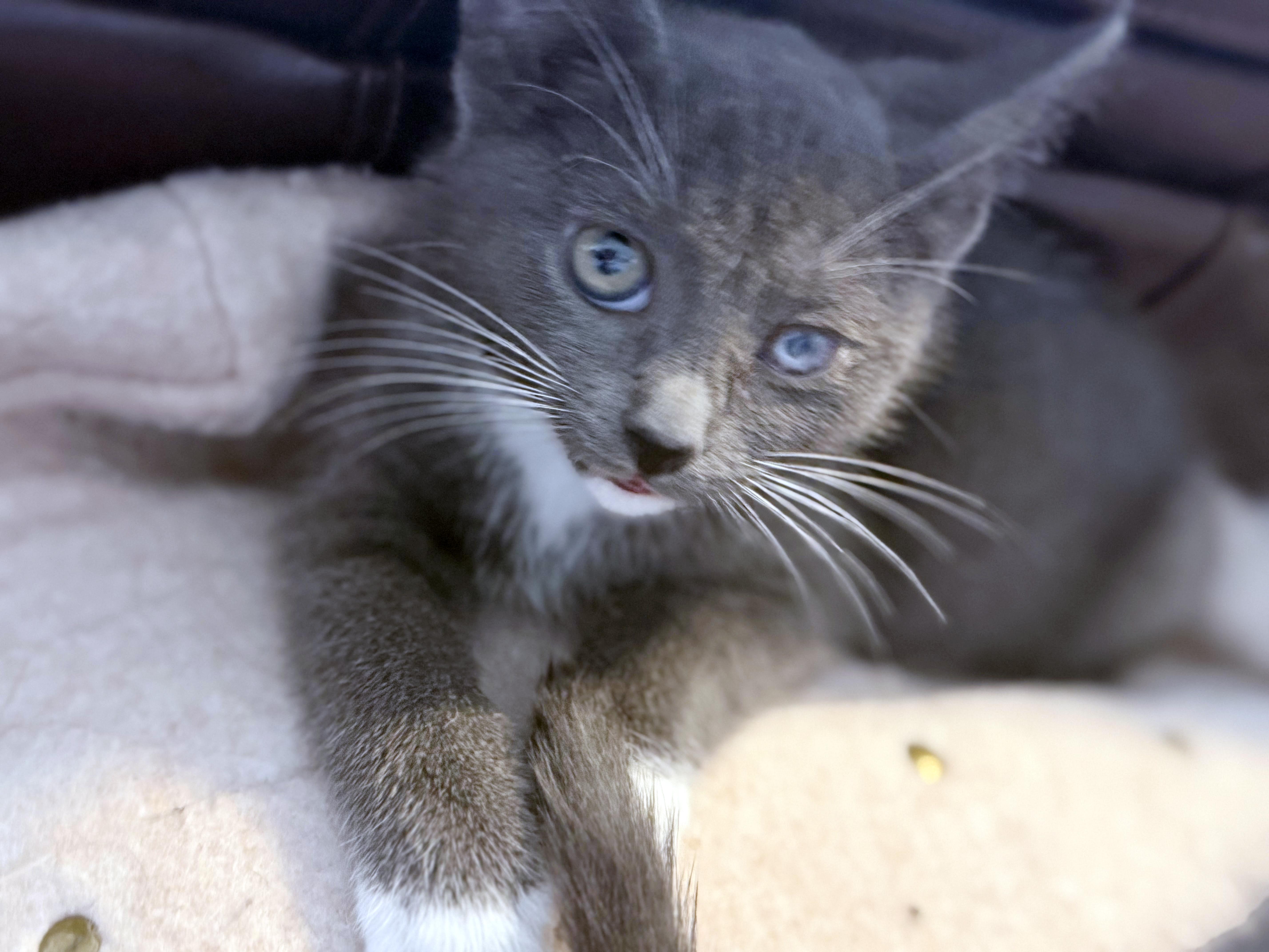 Patch, Adoptable, Kitten Female Domestic Short Hair.