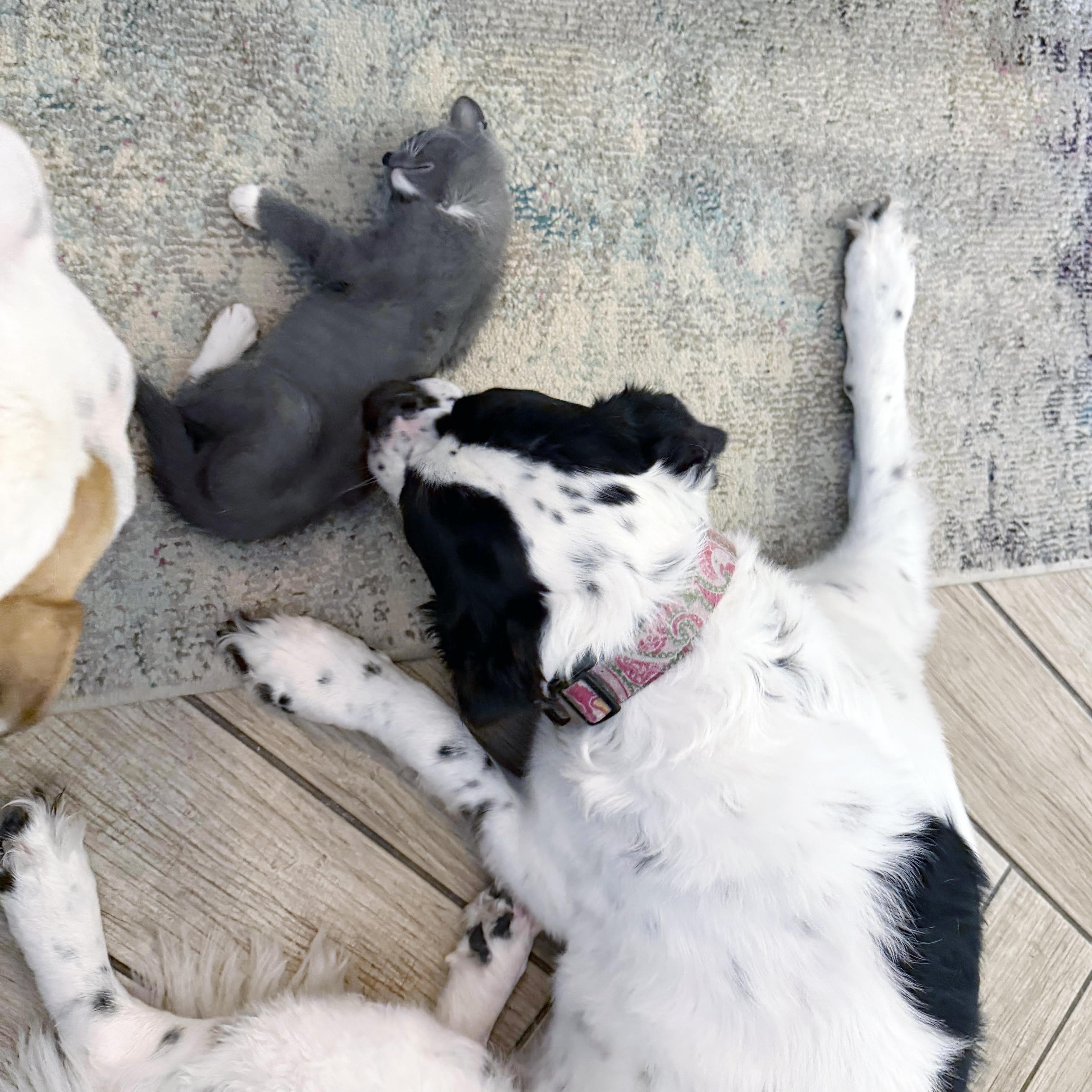 Enlarge Patch, a Adoptable mixed breed in Lake Monroe, FL image 2/2