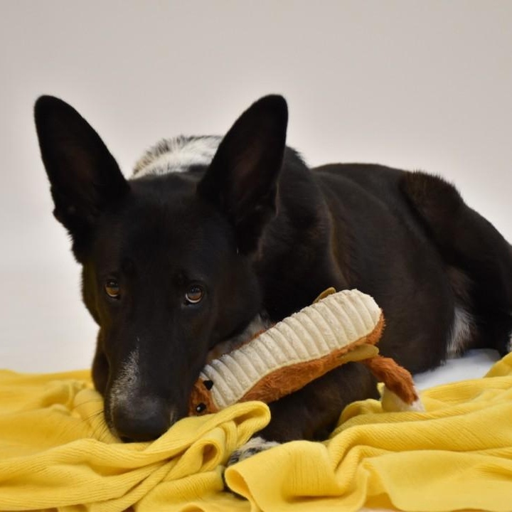 Hardy, Adoptable, Adult Male German Shepherd Dog & Collie.