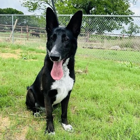 Enlarge Hardy, a Adoptable mixed breed in Henniker, NH image 5/6