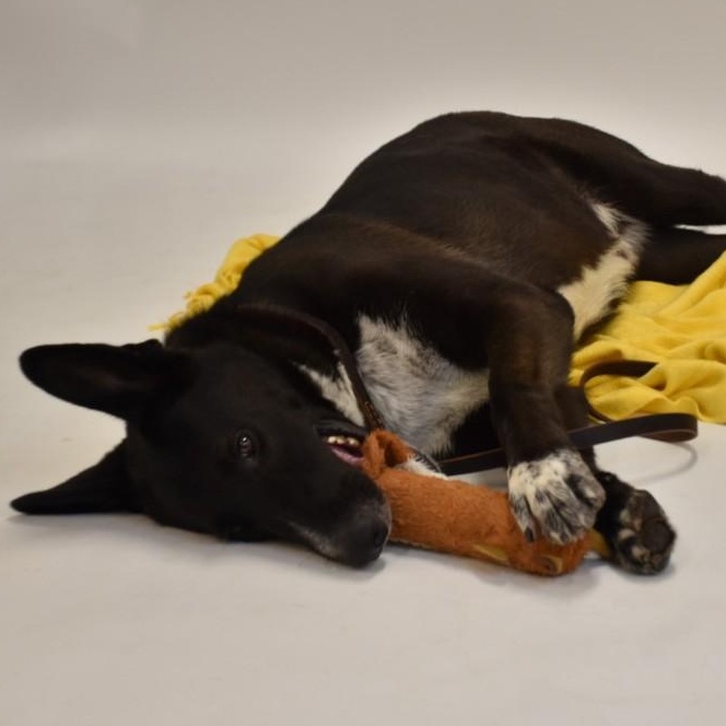 Hardy, a Adoptable mixed breed in Henniker, NH image 3/6