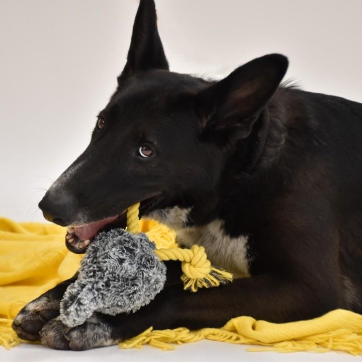 Hardy, a Adoptable mixed breed in Henniker, NH image 4/6