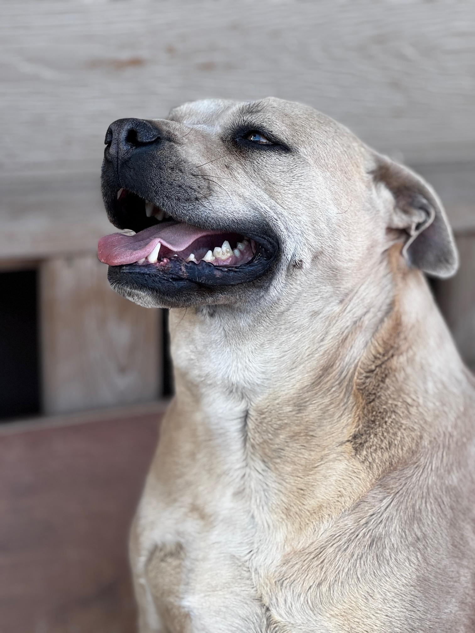 Sarah, a Adoptable American Staffordshire Terrier in Moscow, PA image 2/6