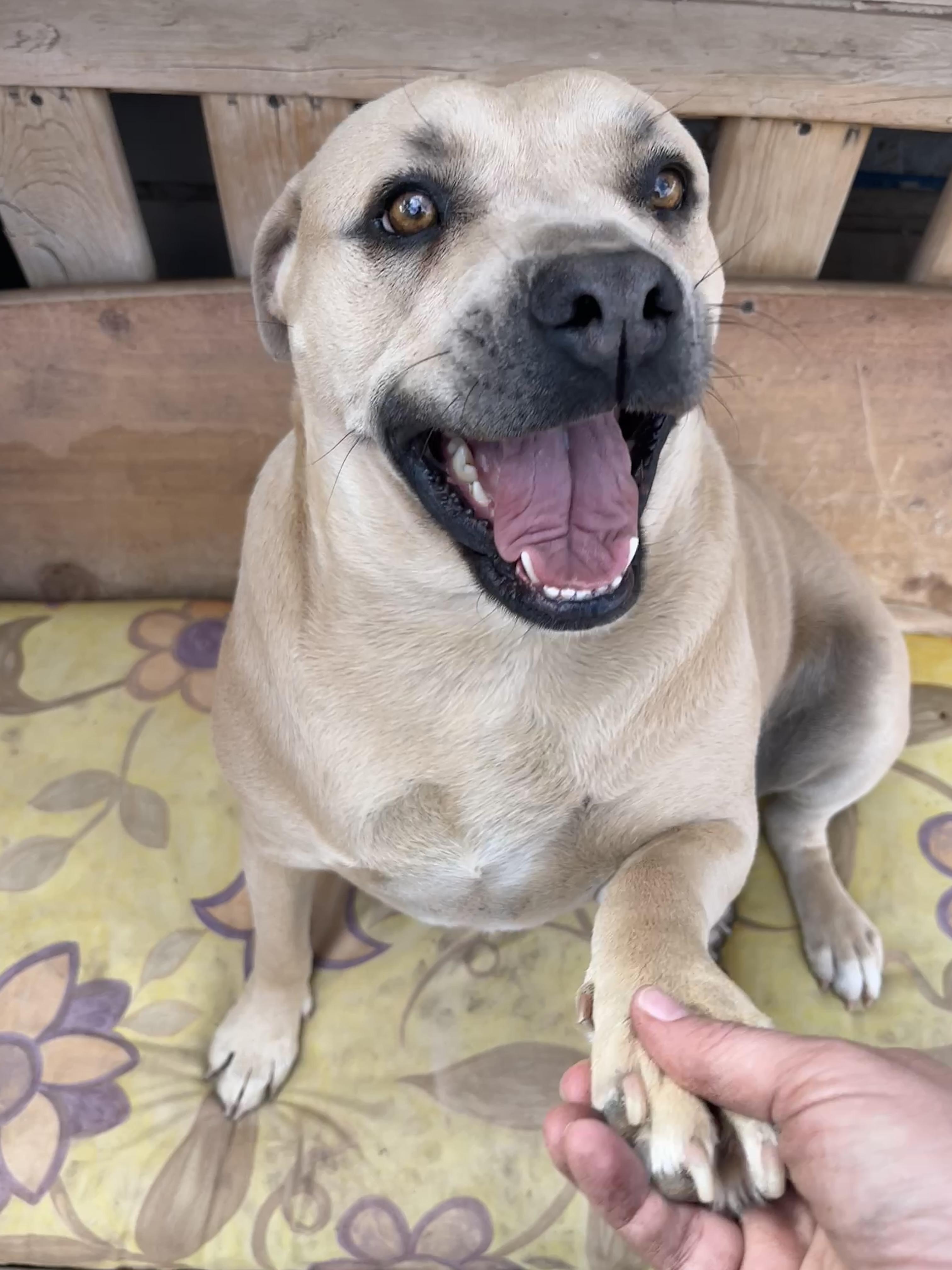 Sarah, a Adoptable American Staffordshire Terrier in Moscow, PA image 1/6