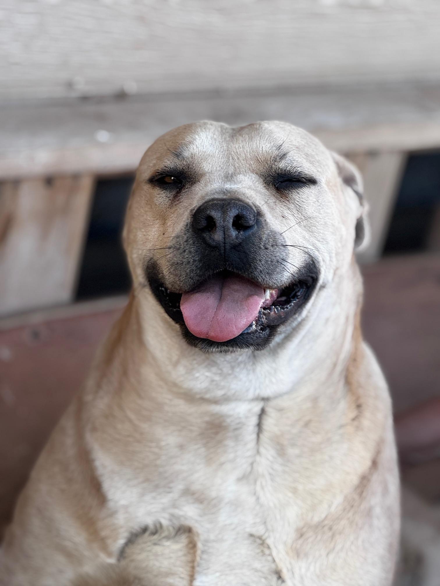 Sarah, a Adoptable American Staffordshire Terrier in Moscow, PA image 3/6