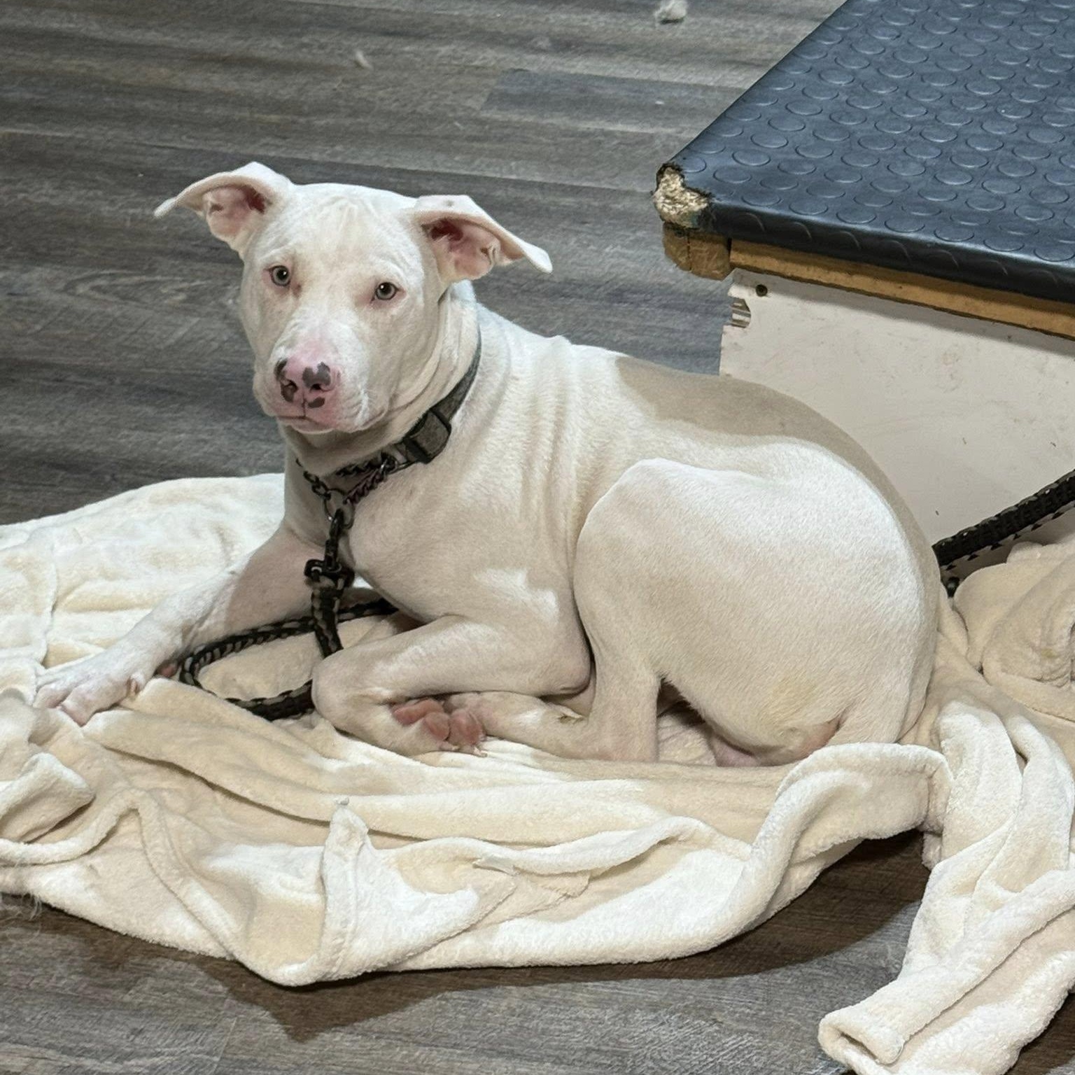 Cade, Adoptable, Young Male Pit Bull Terrier.