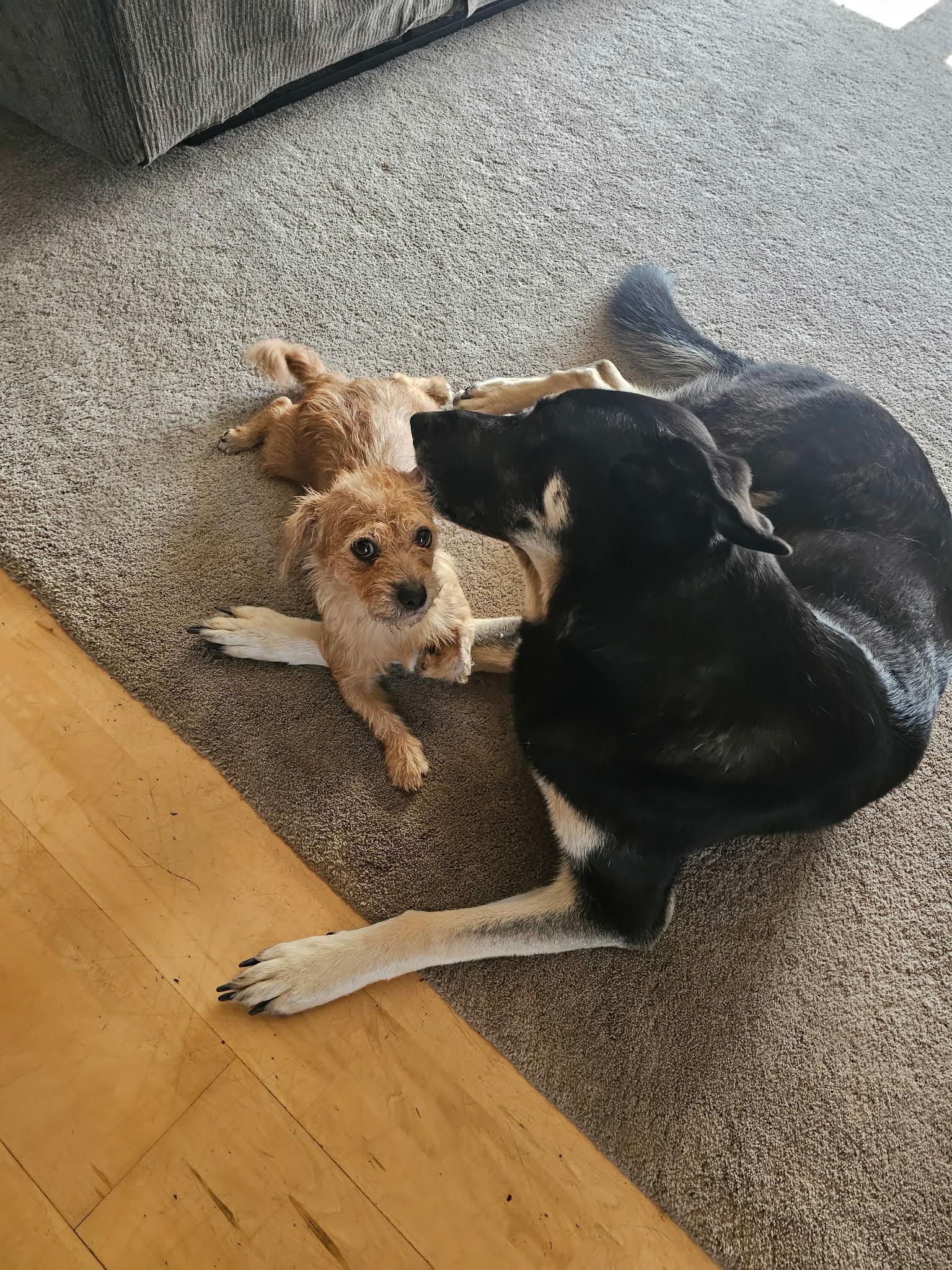 Lucy the Border Terrier Mix, a Adoptable mixed breed in Muskego, WI image 3/4