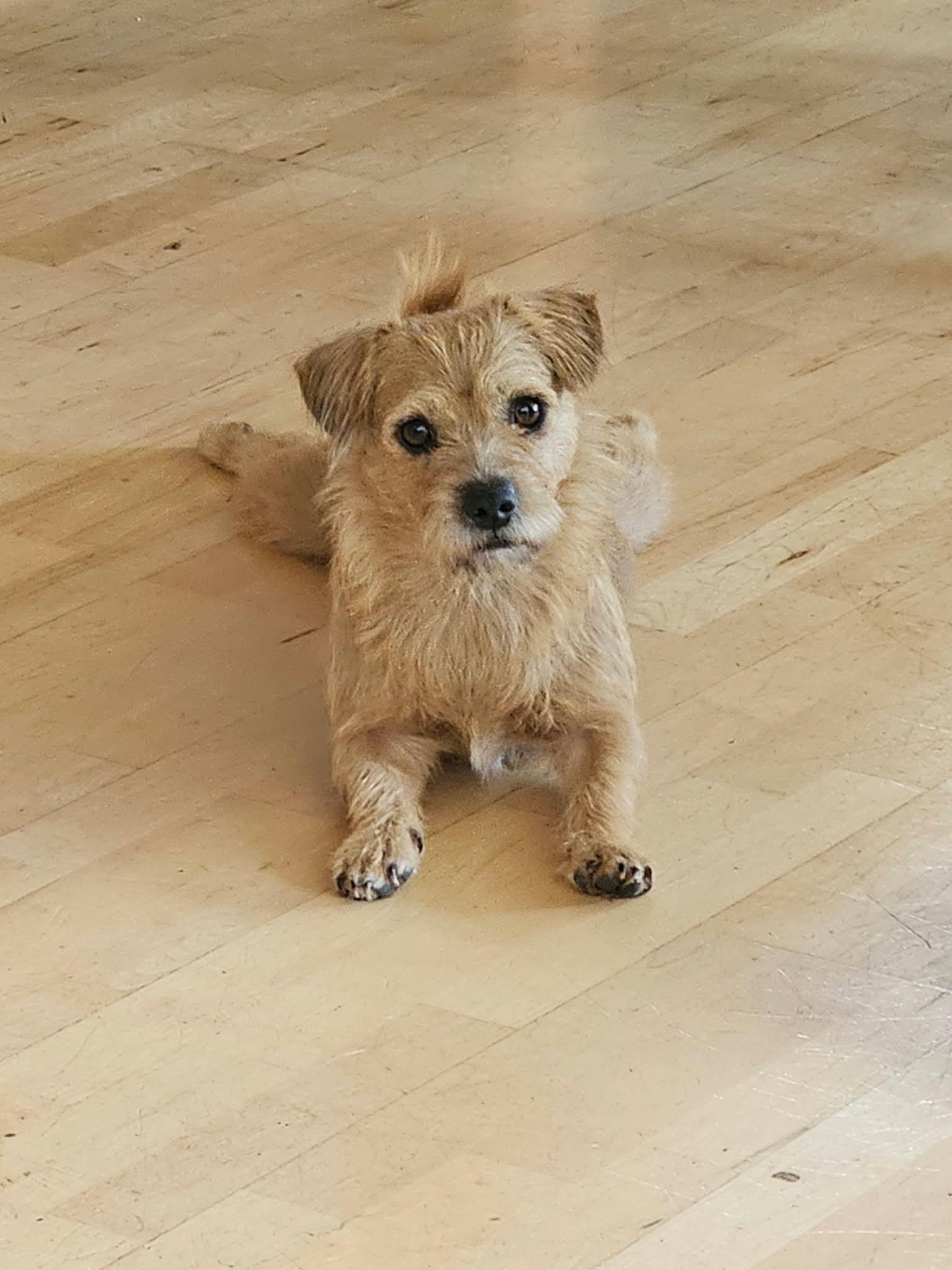 Lucy the Border Terrier Mix, a Adoptable mixed breed in Muskego, WI image 1/4