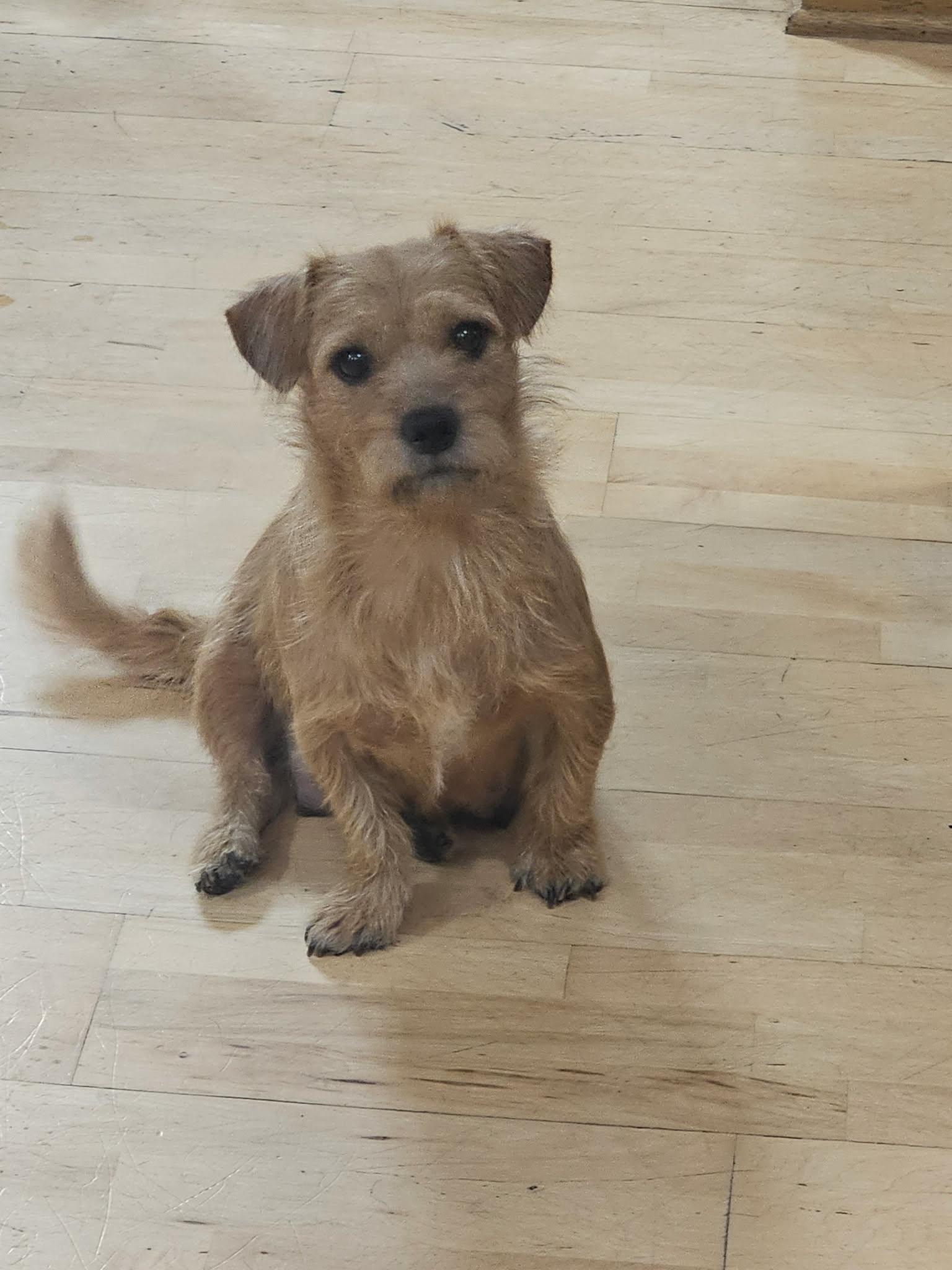 Lucy the Border Terrier Mix, a Adoptable mixed breed in Muskego, WI image 2/4