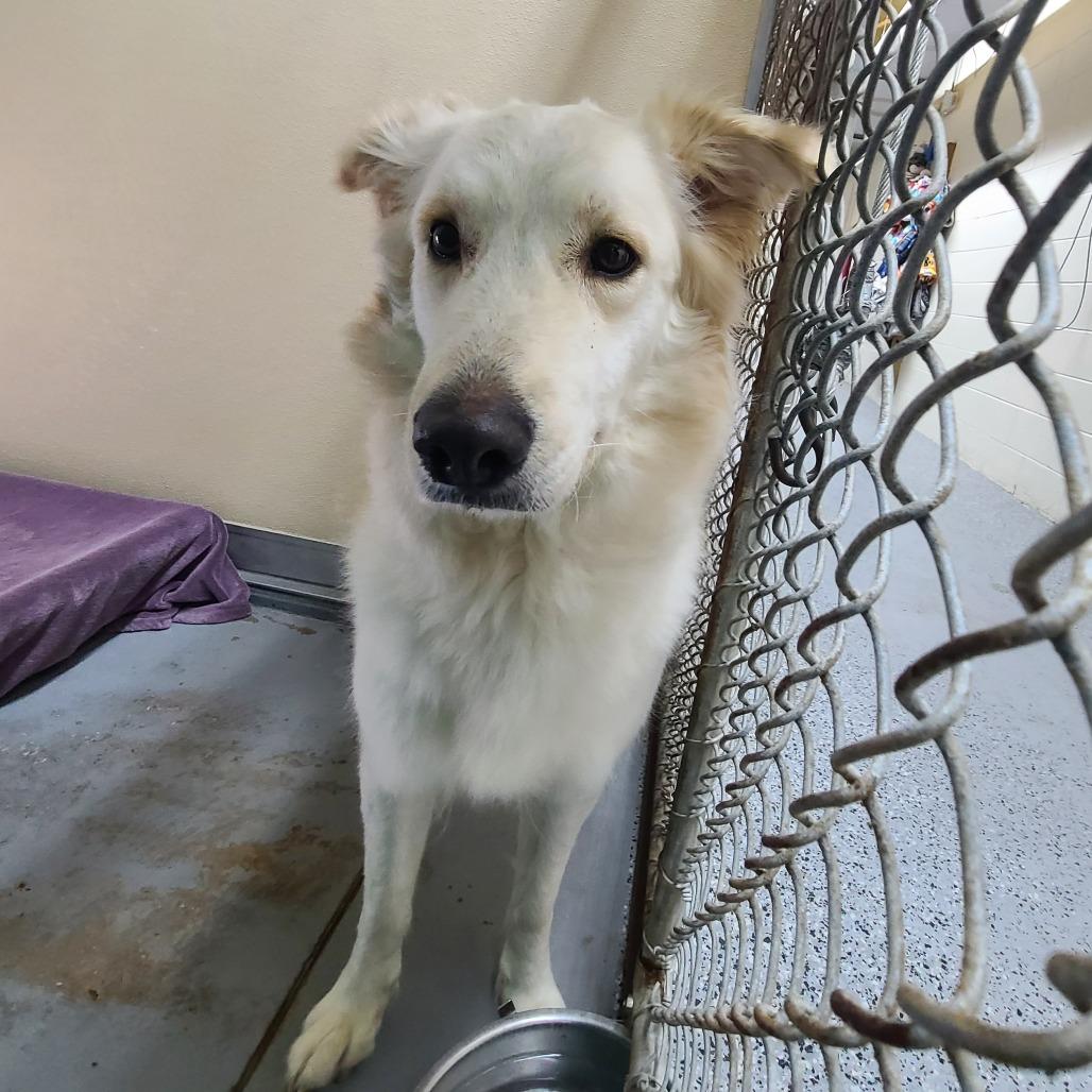 Enlarge Sable 28446, a Adoptable mixed breed in Middleburg, FL image 1/1