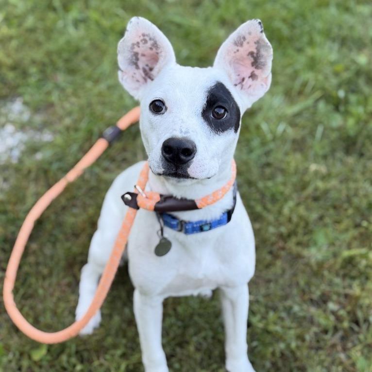 Enlarge Milkshake, a Adoptable mixed breed in Pittsford, VT image 2/2