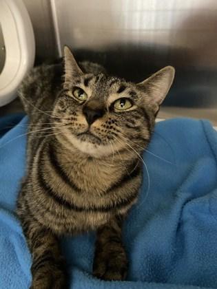 Penny, an adoptable Domestic Short Hair in Boyne City, MI, 49712 | Photo Image 2